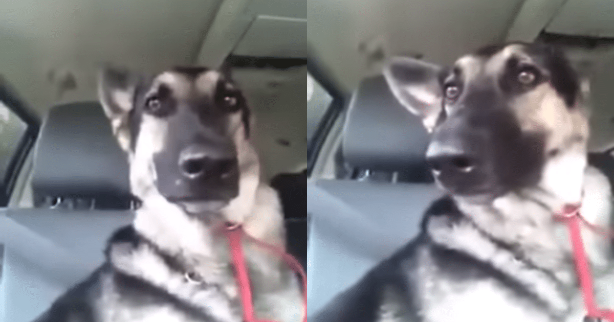 German Shepherd Charms the Internet with Her Adorable “Ear
Dancing” to Music During a Car Ride