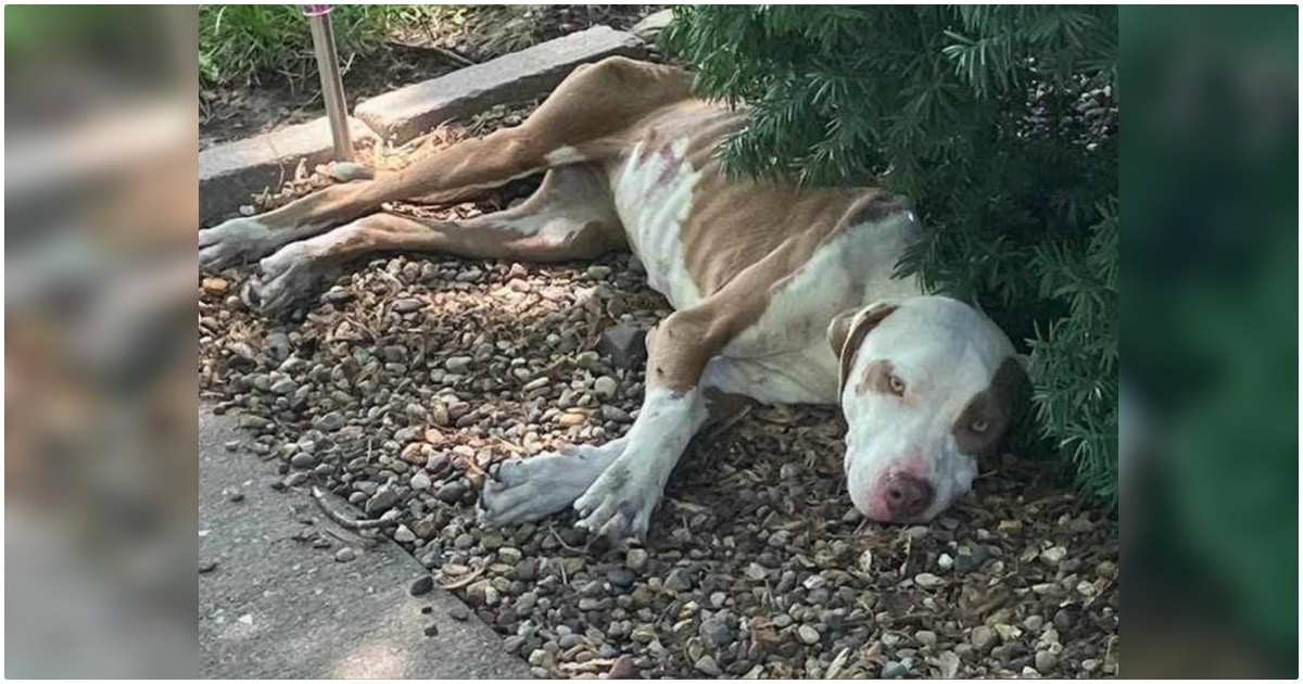 Guy Finds A Starving Stray Nearing The End Beneath A Pine
Tree