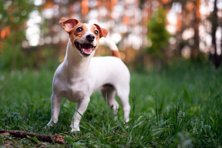 How Big Do Jack Russell Terriers Get? Vet-Verified Average
Size, Weight &amp; Growth Chart