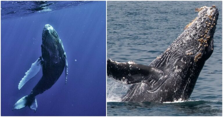 Humans Have 20-Minute ‘Conversation’ With Humpback Whale
Using AI