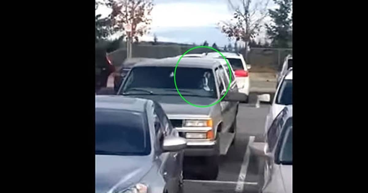 Man Films Dog in Car, Internet Can’t Stop Laughing