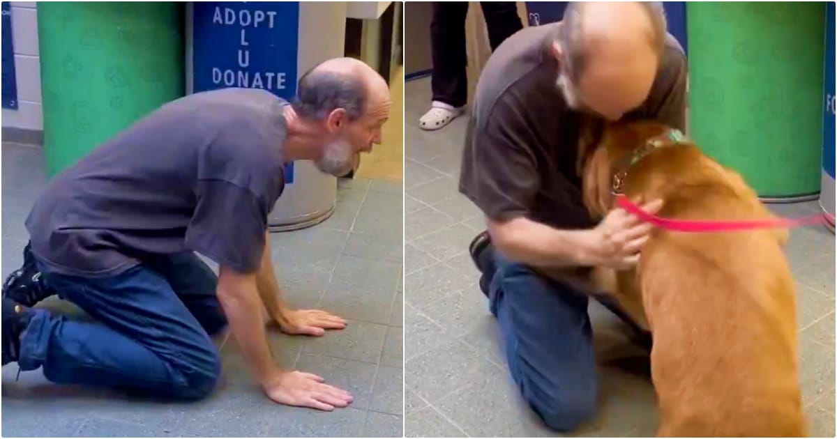 Man In Remission Runs To Shelter To Adopt The Dog He Had To
Give Up