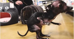 Man Treats Shelter Dog to Shopping Spree, Buys Everything
She Touches