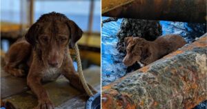 Oil Rig Workers Spot and Save Dog Swimming Far Out at
Sea