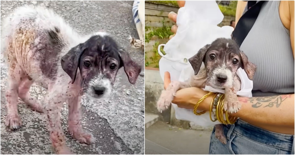 Puppy ‘Cries Of Relief’ When Woman Lifts Him Up And Snuggles
Into Her