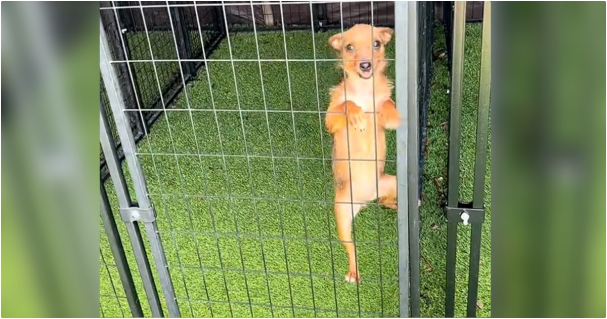 Shelter Dog Is So Eager For Love, She Climbs The Kennel
Bars