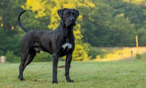 The 15 Most Banned Dog Breeds