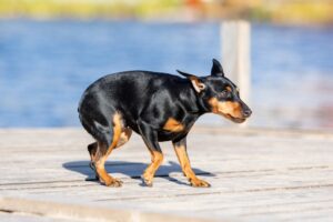 frightened dog on wooden deck