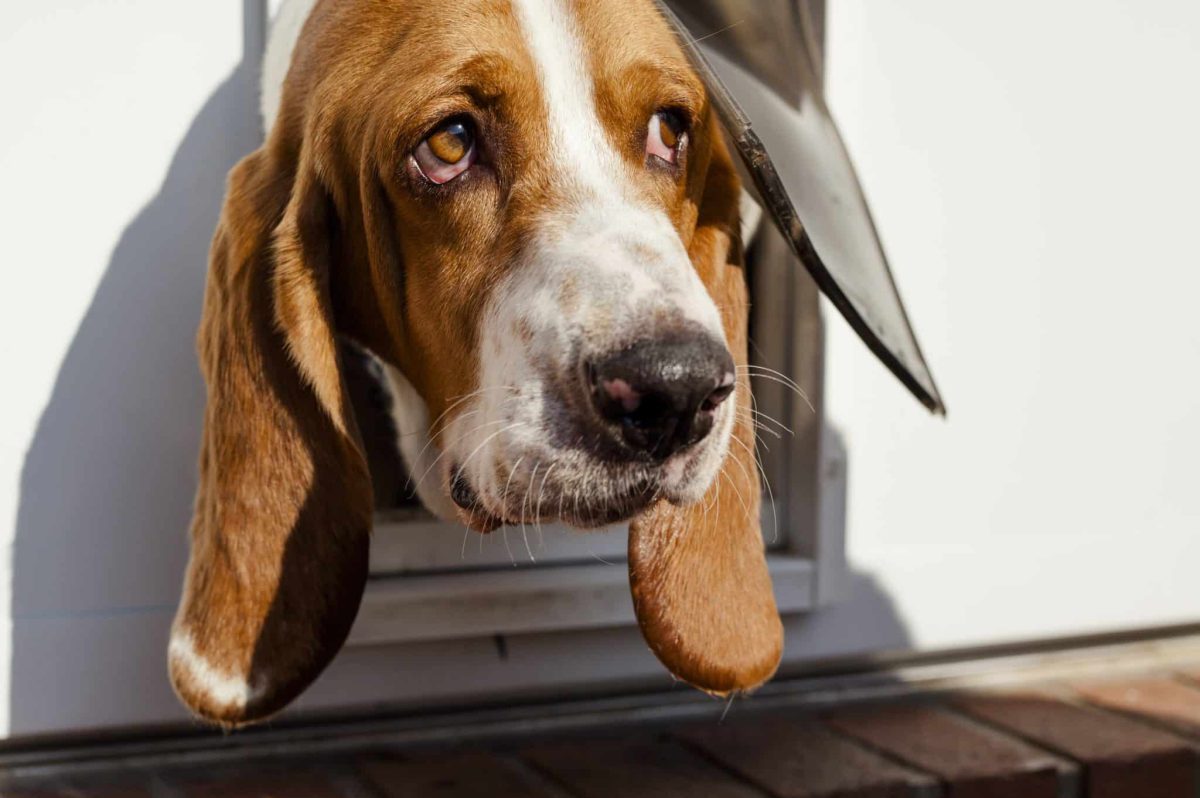 The Surprising Reason Some Dogs Hate the Doorbell