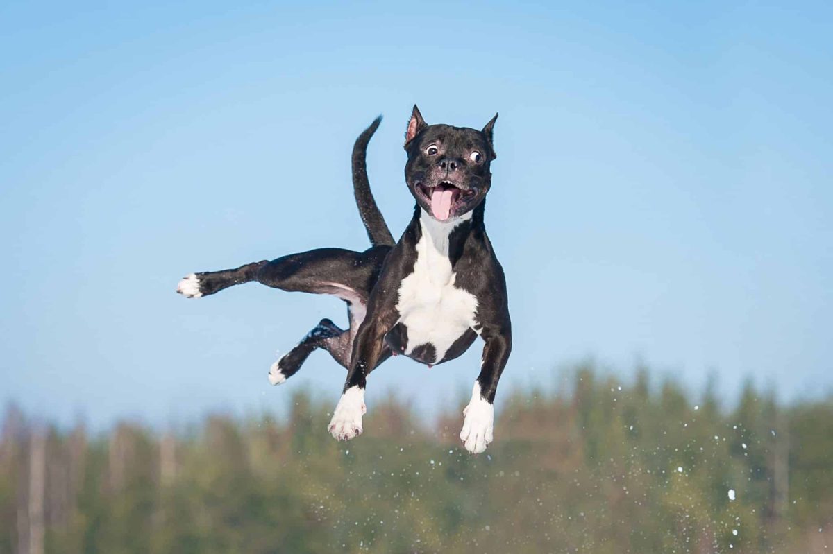 Top 10 Dog Breeds With Impressive Leaping Skills