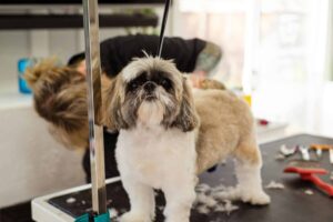 Top 11 Breeds That Absolutely Love Being Groomed