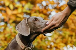 Why Dogs Have A Natural Talent For Smelling Fear