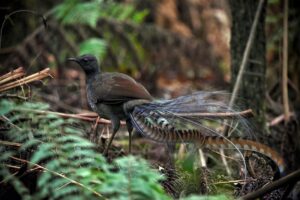 11 Creatures That Look Like They Belong On Another
Planet