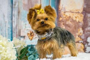 11 Reasons Small Dogs Have The Confidence Of Giants