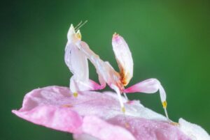 12 Animals That Are Camouflage Masters You Have To See To
Believe