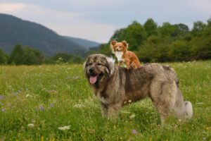 13 Protective Dog Breeds That Are Natural Watchdogs