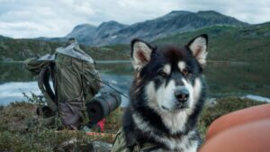 15 Adventurous Dog Breeds That Make The Perfect Hiking
Buddies