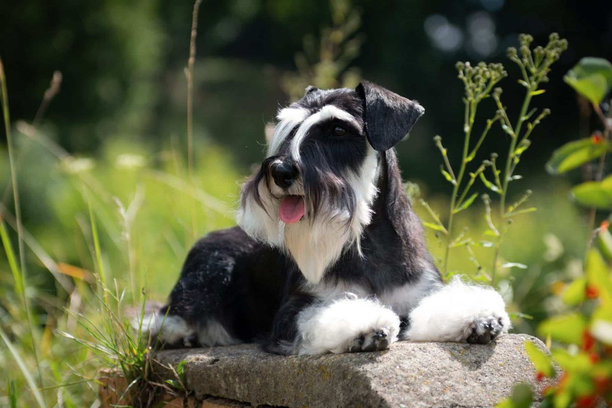 15 Delightful Dog Breeds That Flourish In Small
Yards