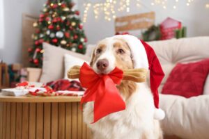 15 Dog Breeds That Could Totally Be Santa’s Hardworking
Helpers