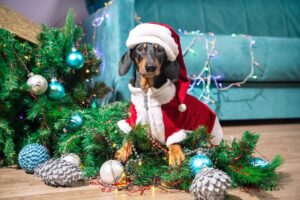 9 Subtle Signs Your Dog Might Need A Little Holiday Stress
Relief