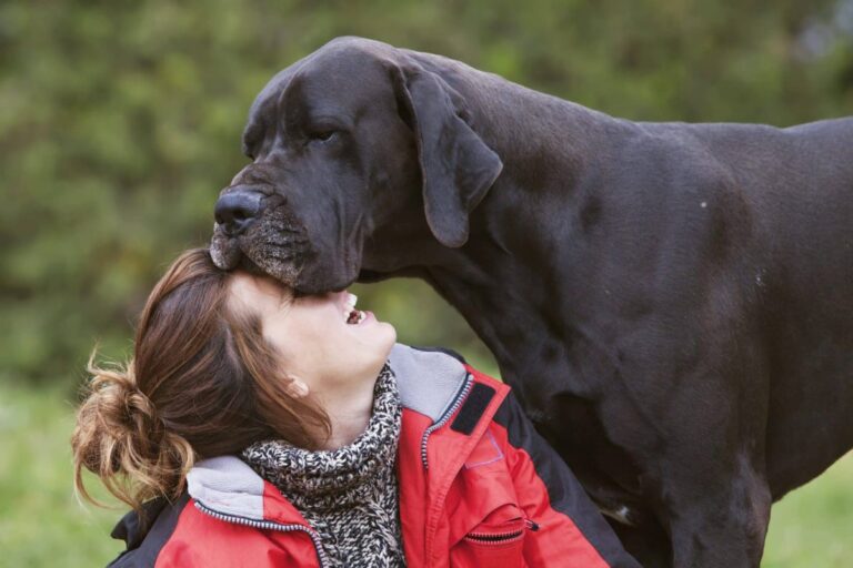 Top 7 Dog Breeds That Bring Comfort With Just Their
Presence