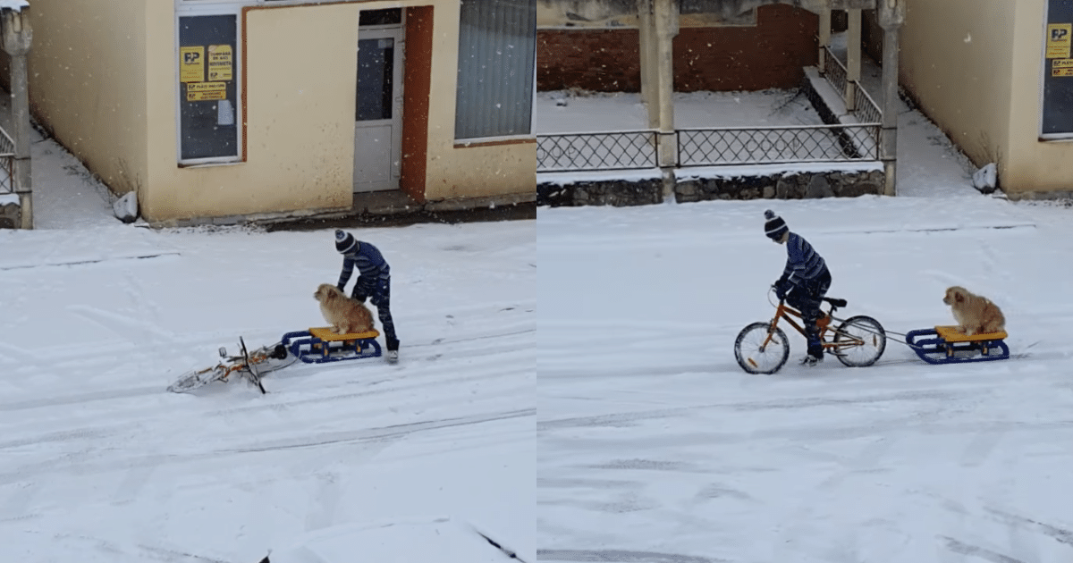 Boy and His Dog Bestie Share Heartwarming Sled Ride Through
the Snow