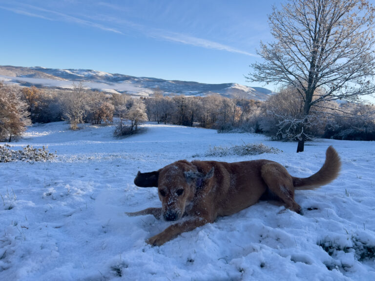 Can Dogs Ever Be Trusted? Lava Breaking Boundaries