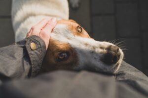 dog hugging owner