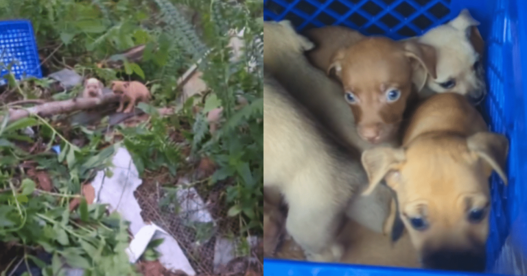 Desperate Dog in the Forest Approaches a Woman, Pleading for
Help to Rescue Her Helpless Puppies