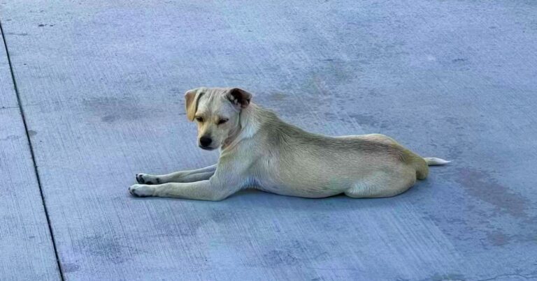 Dog Stayed At Hospital Entrance Waiting For Owner To Come
Out