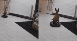 Dog Takes a Spin on Robot Vacuum, and the Pet Cam Captures
It All