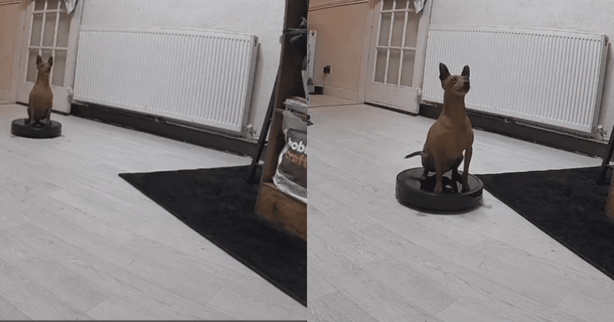 Dog Takes a Spin on Robot Vacuum, and the Pet Cam Captures
It All