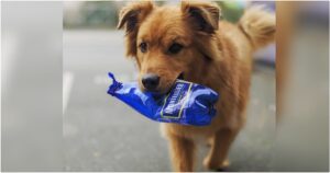 Dog Turns His Love For Trash Into A Way Of Helping
Dad