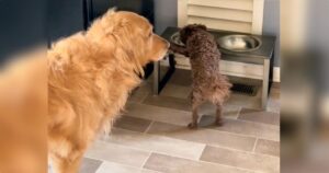 Dog ‘Waiting In Queue’ Has More Patience Than The Human
Race