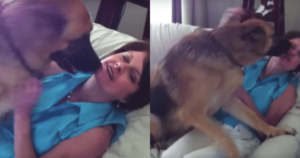 German Shepherd Can’t Hide How Much He Misses His
Mom