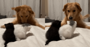 Golden Retriever Overwhelmed with Love After Meeting Tiny
Kittens