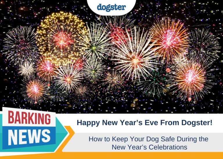 Happy New Year’s Eve From Dogster – How to Keep Your Dog
Safe During Fireworks