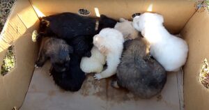 Man Ripped Newborn Puppies From Their Mom &amp;
Abandoned Them On Roadside In Box