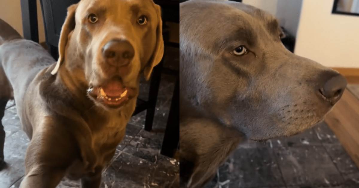 Mom’s Failed Hiccup Cure Leaves Dog “Super Annoyed”