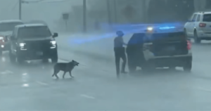 Officer’s Rainy Day Rescue Saves Dog from Danger on Busy
Road