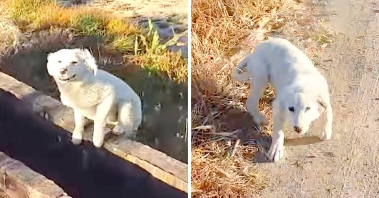 Puppy Was Dumped By Owner In Middle Of Nowhere, Chases
Jogger And Begs To Be Rescued