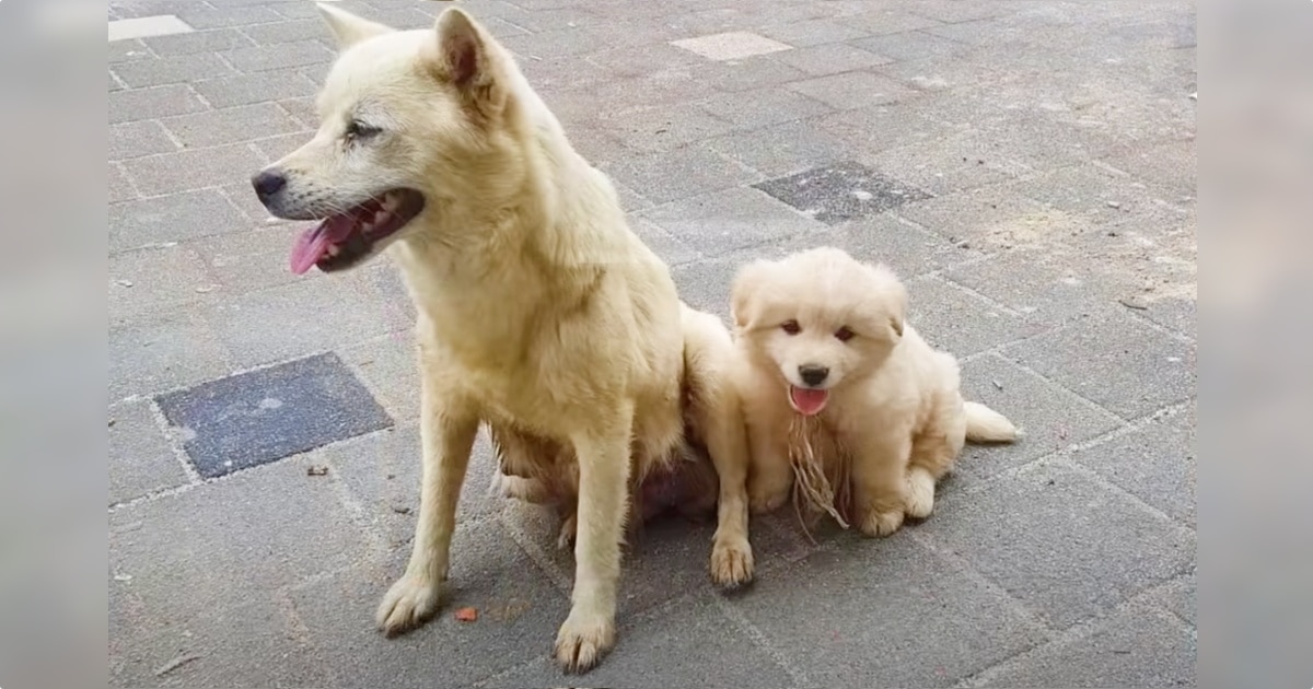 Puppy ‘Put On A Show’ Outside Restaurant For Scraps And A
Pat