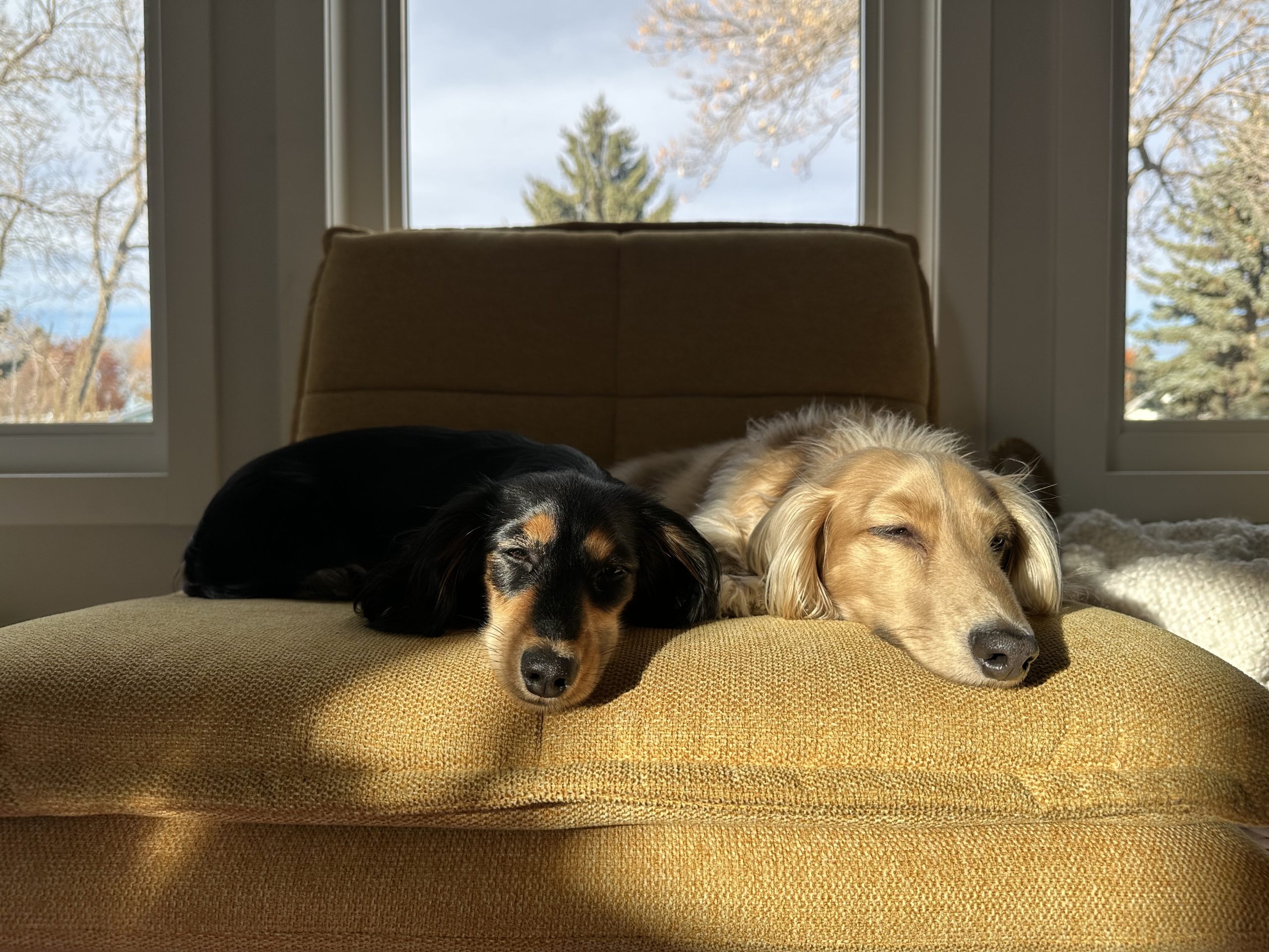 Draper & Rue snoozing on yellow chair