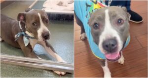 Shelter Dog Passed Over For Puppies Gets A ‘Chance To
Shine’