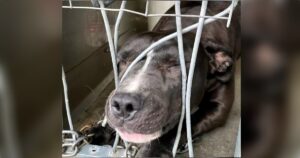 Shelter Dog Yearning For Attention Squeezes Through Kennel
Bars