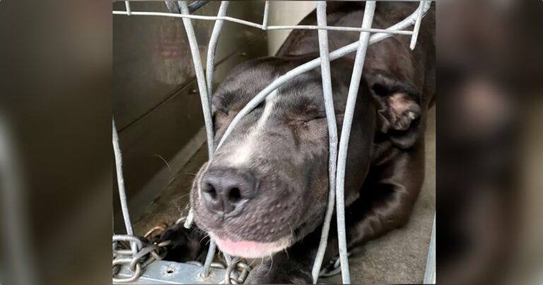 Shelter Dog Yearning For Attention Squeezes Through Kennel
Bars