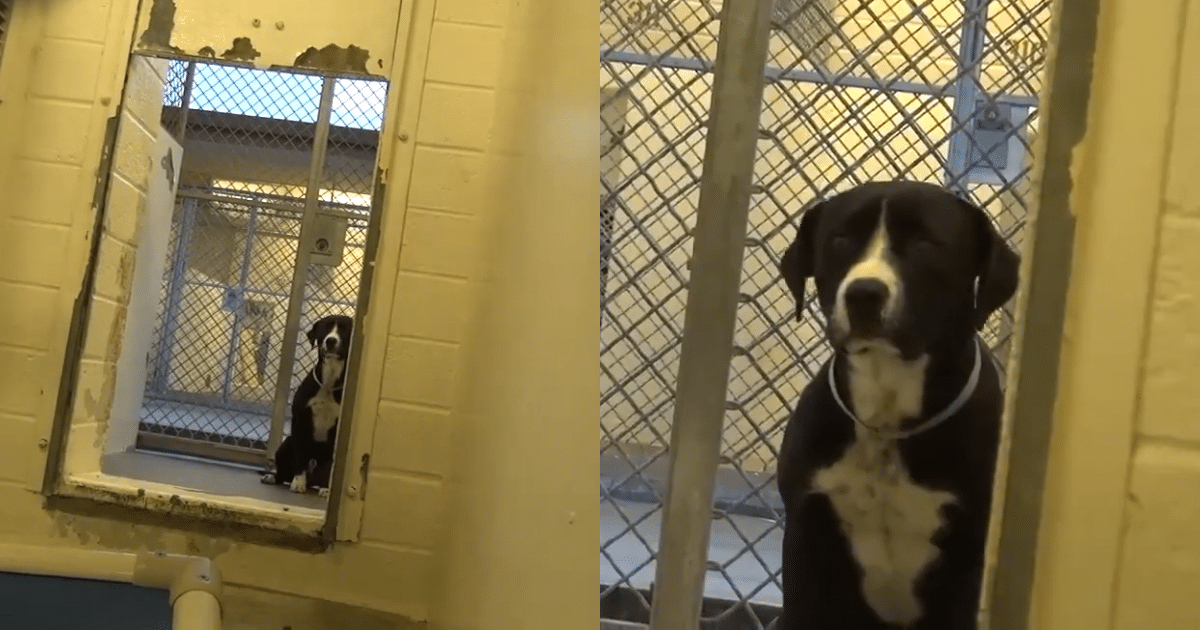 Shelter Dog’s Confusion Turns to Joy as He Realizes He’s
Getting Adopted