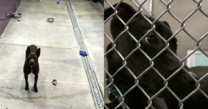 Shelter’s Adoption Event Ends with One Dog Still Waiting for
a Family