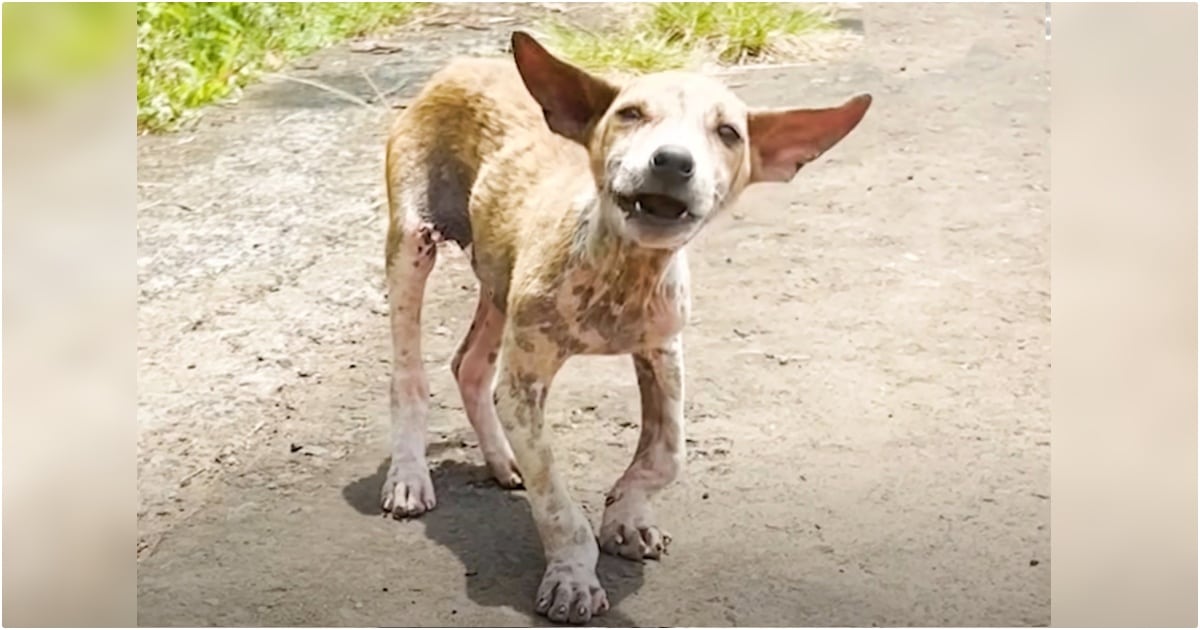 This Puppy Is ‘Pure Love’ Despite Pained Legs And Aching
Skin