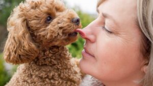 Top 11 Dog Breeds That Show Their Love In The Sweetest
Ways